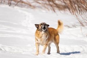 A portrait of large mixed-breed stray dog Sheepdog taras off to the side against a winter white background. Copy space. The dog's eyes search for its owner. photo