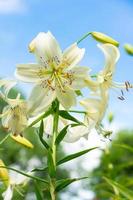 flor de lilium blanco, lilium l con luz natural en el jardín. una gran flor foto