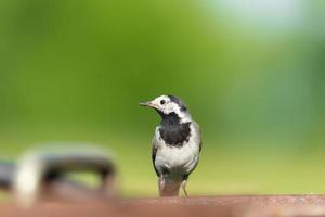 The white wagtail Motacilla alba photo