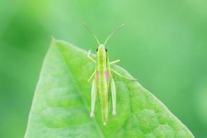 Grasshopper in the grass- close up view photo