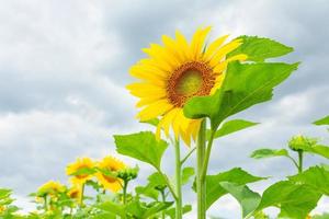 Beautiful landscape with sunflower field over blue sky. Nature concept... photo