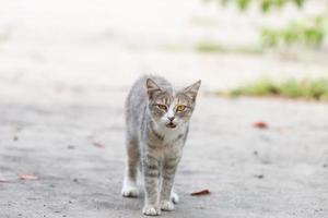 little Cute grey fluffy kitten outdoors. kitten first steps.. photo