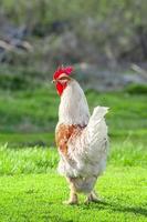 hermoso gallo de pie sobre la hierba en la naturaleza borrosa fondo verde. gallo va a cantar. foto