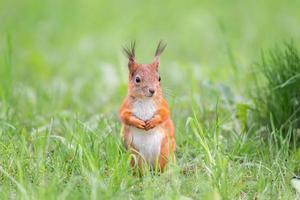 Red squirrel sits in the grass. photo