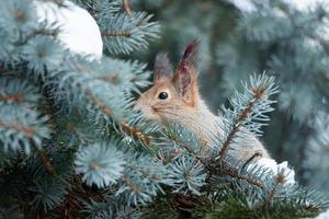 Red squirrel sitting on a tree branch in winter forest and nibbling seeds on snow covered trees background photo