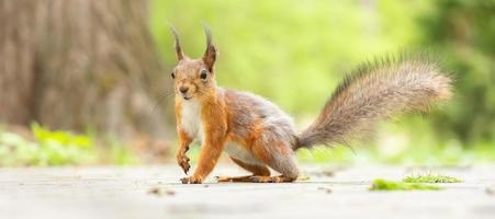 Red squirrel sits in the grass. photo