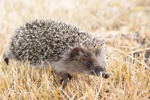 little cute hedgehog in the garden in the green grass.. photo