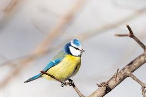 A blue tit Cyanistes caeruleus perched. photo