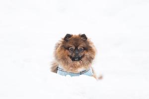 hermoso perro spitz pomeraniano rojo parado al aire libre en invierno foto