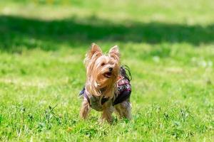 Yorkshire Terrier posing an grass. Yorkie Dog photo