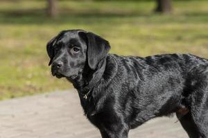 Labrador retriever puppy in grass. photo