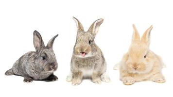 fluffy rabbit looking at the signboard. Isolated on white background. photo