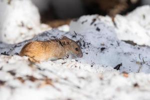 striped field mouse is small long-tailed mouse photo