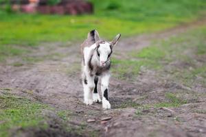 baby goat kids stand in long summer grass photo