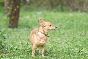 Mongrel dog of red color lies on its stomach on the grass, stretching its front paws forward. Spring. photo