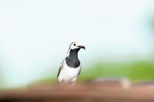 The white wagtail Motacilla alba photo