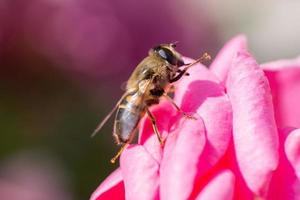 Eristalis tenax is a hoverfly, also known as the drone fly.. photo