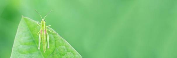 Grasshopper in the grass- close up view photo