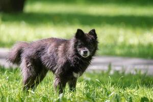 perro negro con orejas colgantes, mestizo entre la hierba en verano foto