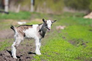 Cabrito blanco sobre hierba verde en un día soleado foto