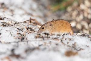 striped field mouse is small long-tailed mouse photo