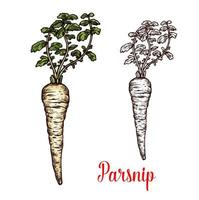 Parsnip root vegetable with green leaf sketch vector