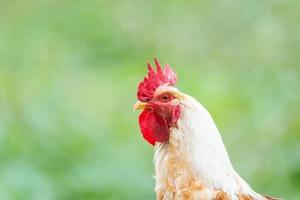 cute rooster crowing on the farm... photo