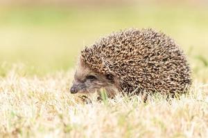 hedgehog on the grass. photo