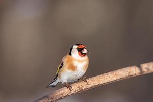 jilguero, carduelis carduelis, encaramado en una percha de madera con un fondo natural borroso. foto