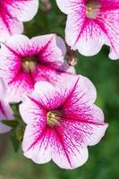 primer plano de un borde floral con una flor de petunia colorida y cariñosa. foto