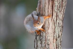 Red squirrel sitting on a tree branch in winter forest and nibbling seeds on snow covered trees background. photo