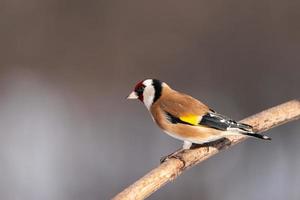 Goldfinch, Carduelis carduelis, perched on wooden perch with blurred natural background photo