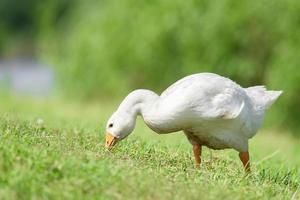 side view of white goose standing on green grass photo