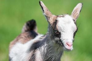 White baby goat on green grass in sunny day photo