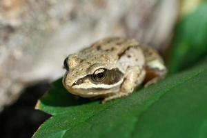 A adult Common European Toad, Bufo bufo sitting on the ground in the garden photo