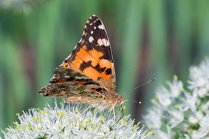 Butterfly on blossom flower in green nature photo