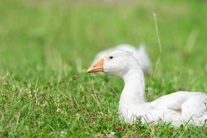 vista lateral del ganso blanco parado sobre hierba verde. foto