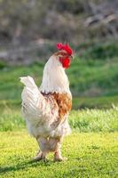 un gallo y una gallina campera en la hierba del campo. foto