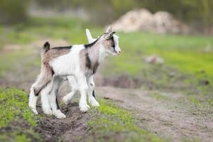 cabra pequeña en un campo de trigo foto