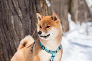 shiba inu dog in winter snow fairy tale forest photo
