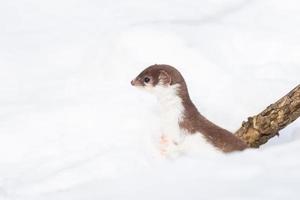 Least Weasel Mustela nivalis in snowy March photo