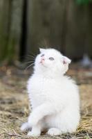 White cat in the grass photo