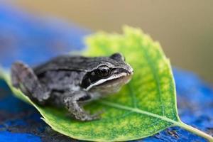 A adult Common European Toad, Bufo bufo sitting on the ground in the garden photo