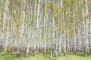 beautiful may scenic landscape with birch copse. Birch forest. Birch Grove. White birch trunks. photo