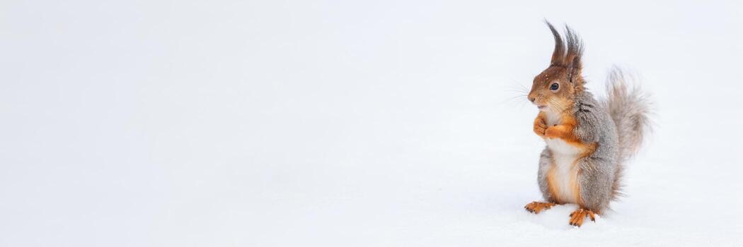 Red squirrel sitting on a tree branch in winter forest and nibbling seeds on snow covered trees background.. photo