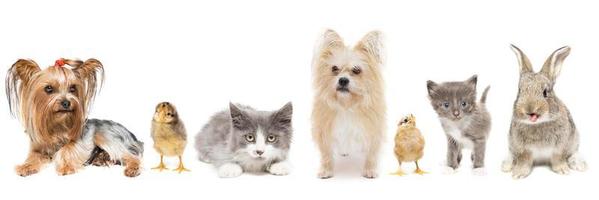 Animals White Background Stock Photos, Images and Backgrounds for Free  Download