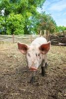 Pig farming raising and breeding of domestic pigs.. photo