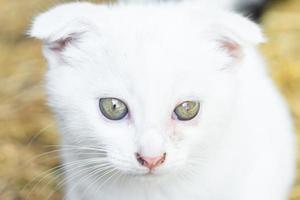 White cat in the grass photo