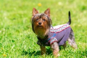 Little Yorkshire Terrier posing an grass. Yorkie Dog photo