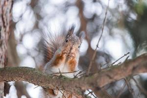 Red squirrel sitting on a tree branch in winter forest and nibbling seeds on snow covered trees background.. photo